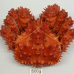 HNK400g-599g