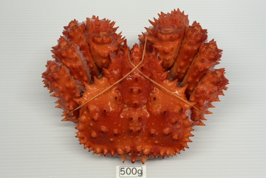 浜中産花咲ガニ 浜茹で急速冷凍（400g～599g）