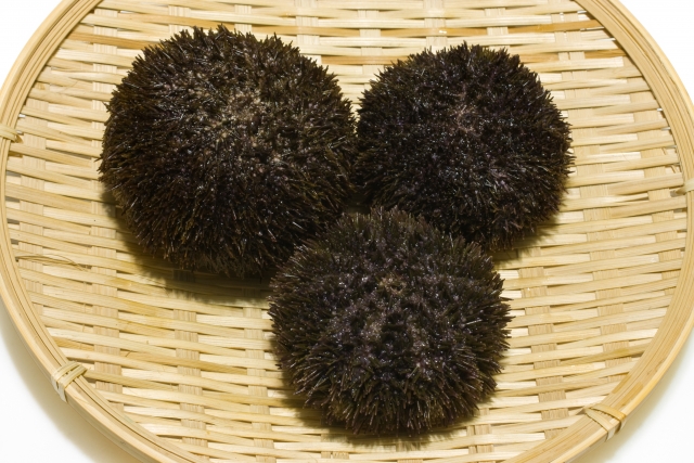 浜中町の海が育てる“本物の美味しさ”｜丸幸さいとう水産の浜中養殖うにの魅力