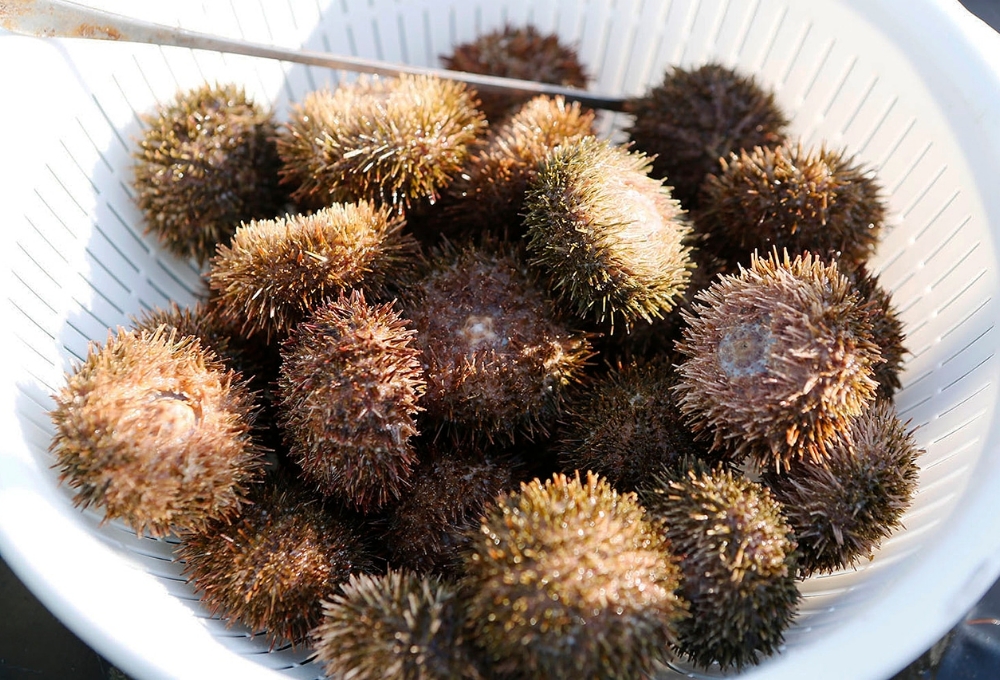 うに各商品 販売終了のお知らせ